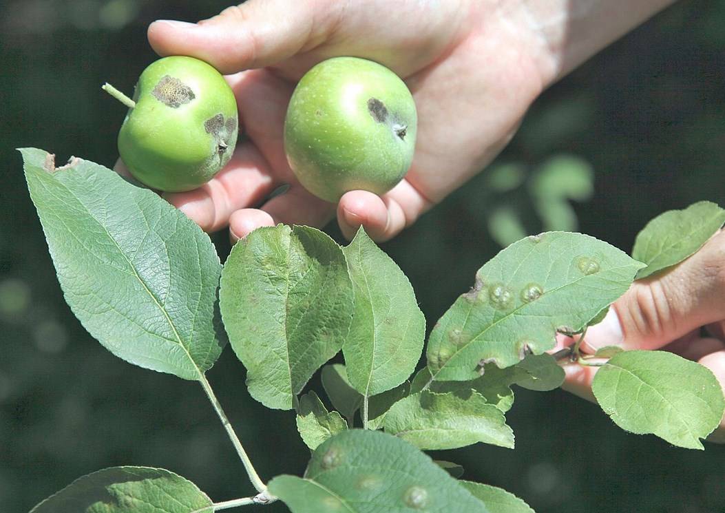 Обработка яблони от парши: народные средства и сроки, описание заболевания