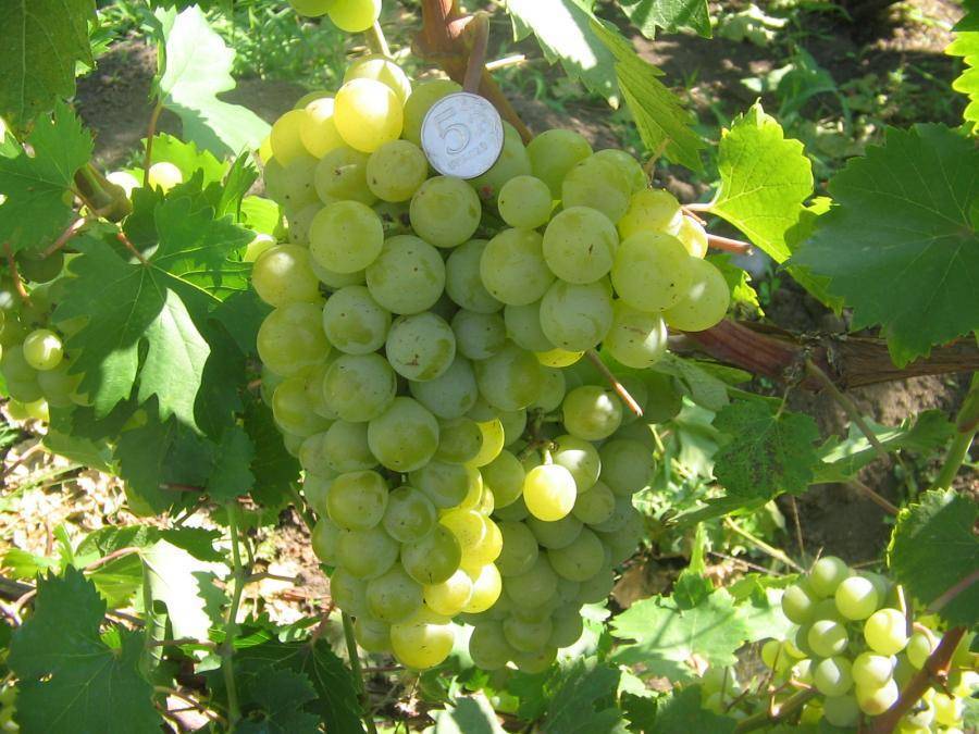 Виноград галбена ноу: описание сорта