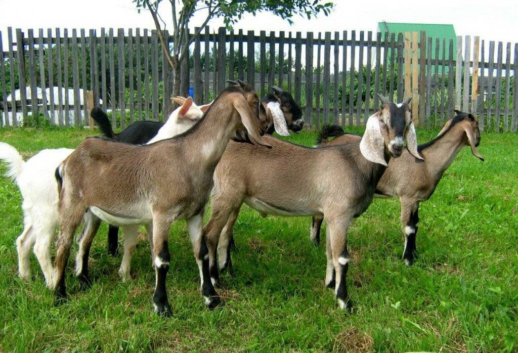 Ферма star-fire, чистокровные племенные англо-нубийские и альпийские козы
