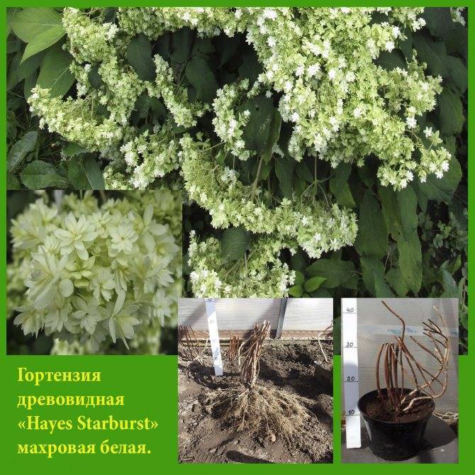 Гортензия древовидная хайес старберст (hydrangea arborescens hayes starburst)