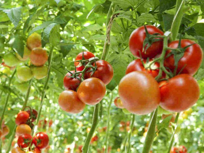 Самые лучшие сорта томатов для подмосковья в 2020 году