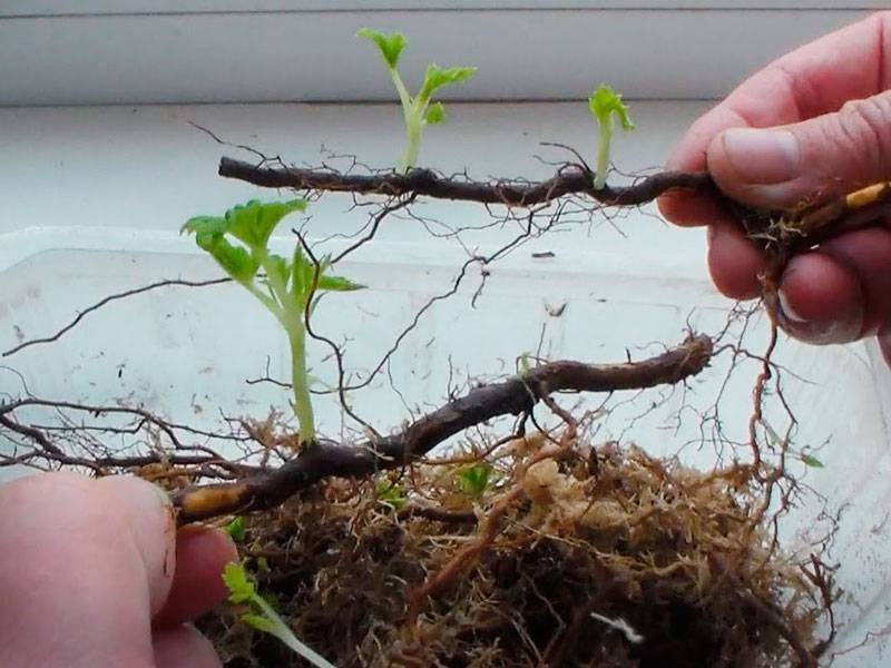 Как размножить черноплодную рябину: способы размножения черноплодной рябины, пошаговое руководство с фото