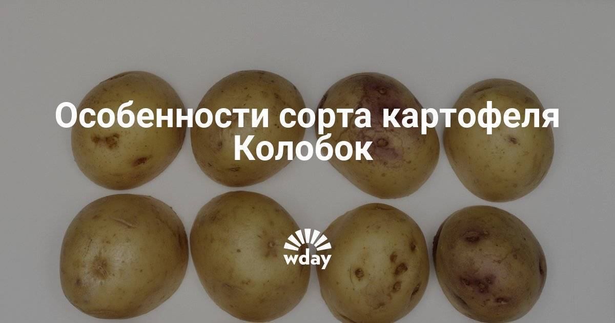 Чем хорош сорт картофеля колобок и почему его так любят огородники