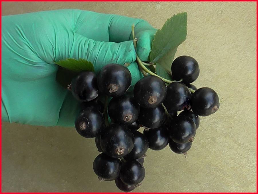 Сорт смородины чёрный жемчуг: описание, особенности вегетации, урожайность