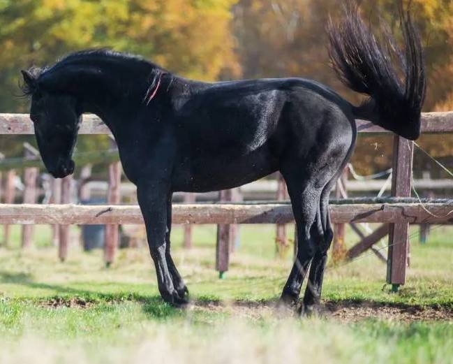Башкирская порода лошадей, тинкер, шайр и другие: описание упряжных коней