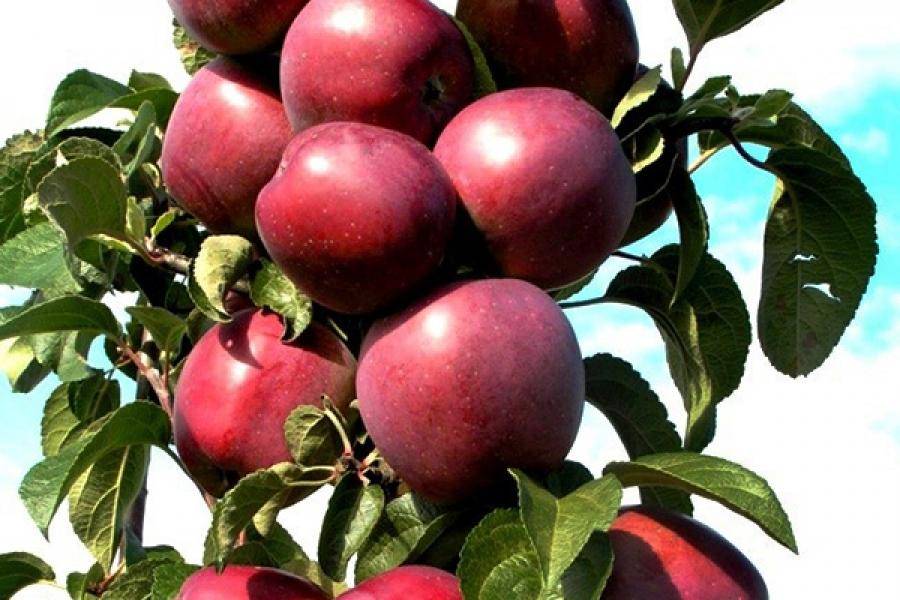 Описание сорта яблони созвездие: фото яблок, важные характеристики, урожайность с дерева