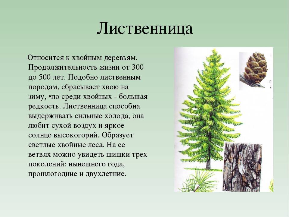 Лиственница сибирская: ботаническое описание, посадка и уход, преимущества и недостатки вида, советы по выращиванию