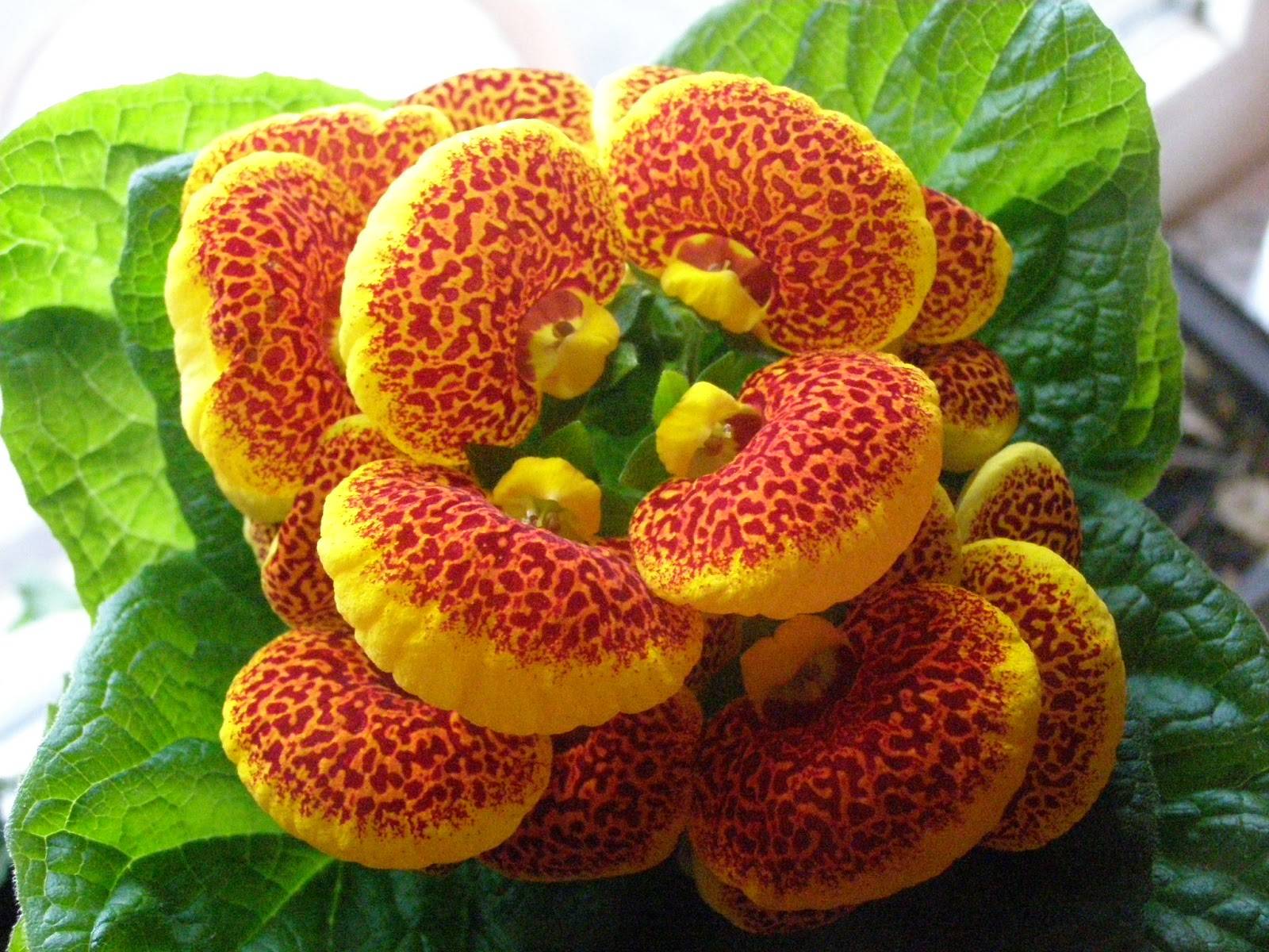 ᐉ цветок кальцеолярия: уход в домашних условиях, фото, выращивание из семян, размножение - roza-zanoza.ru