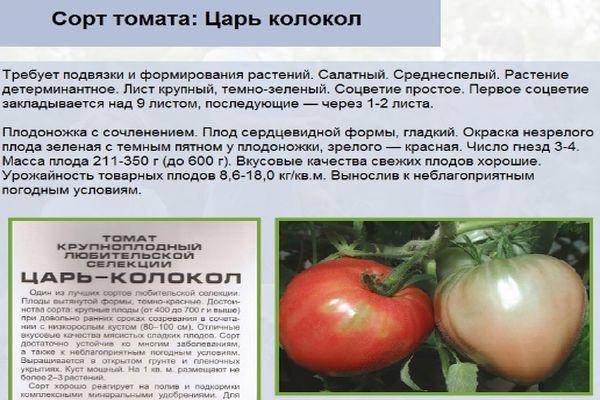 Отличный выбор для дачников без теплиц — томат цыган: описание сорта и особенности выращивания