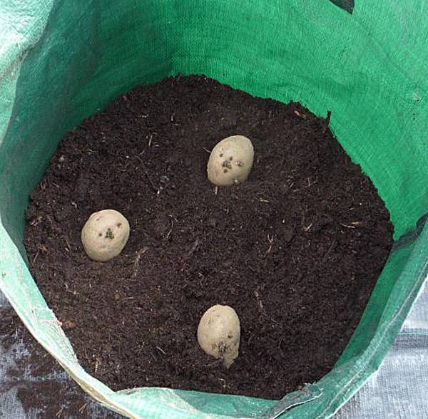 Способ посадки картофеля в мешках 