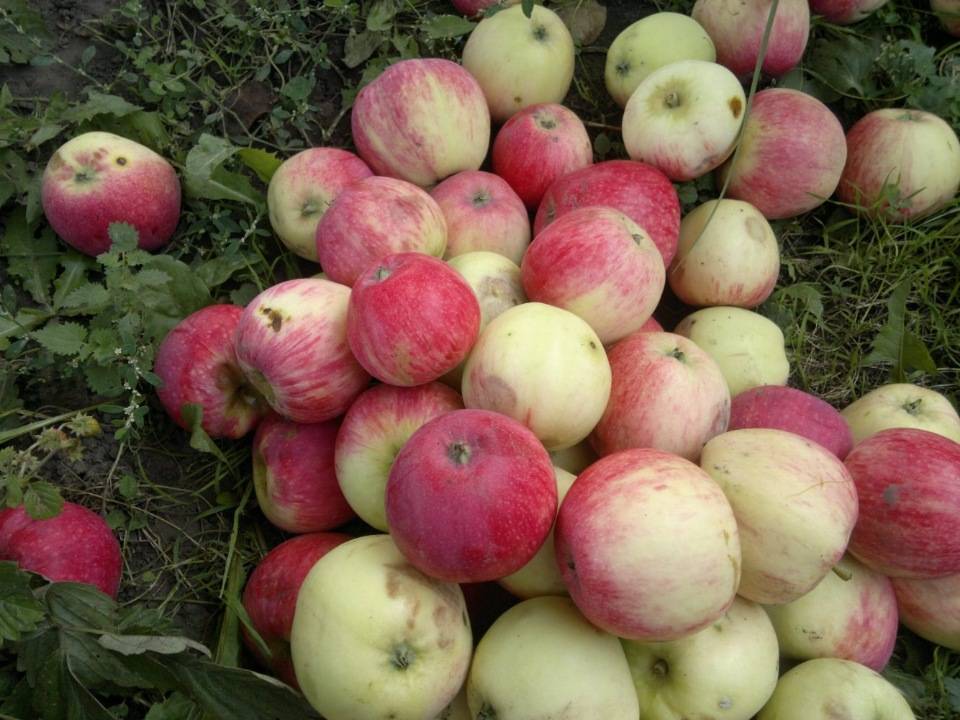 Сорта яблонь для башкирии с фото