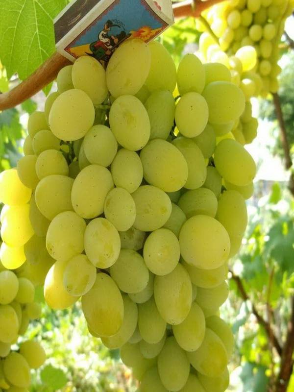 Описание и особенности винограда сорта белое чудо
