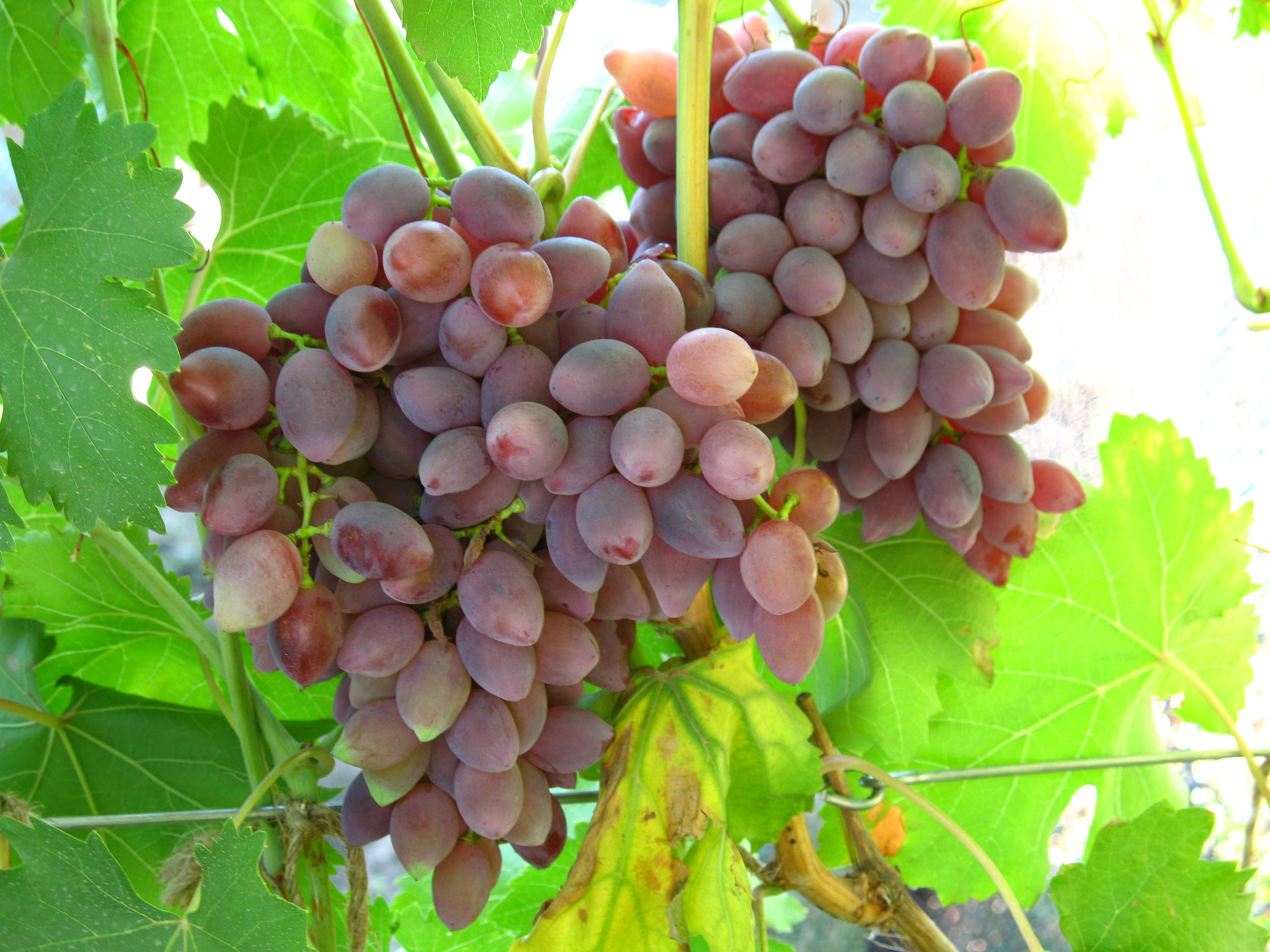 Виноград калашниковых в поселке кинельском