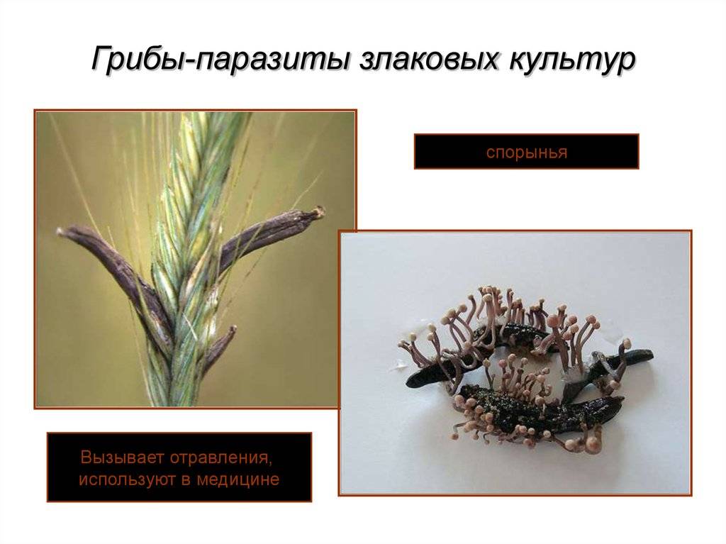 Паразитический гриб спорынья изображена на рисунке под номером