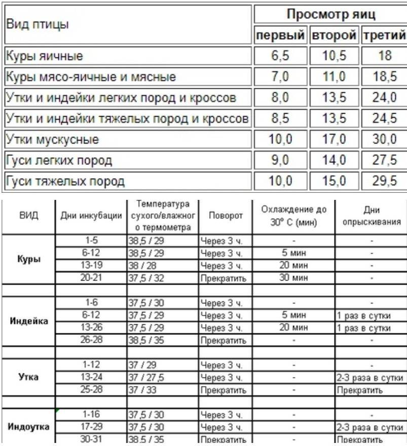 Таблица инкубации гусиных яиц фото