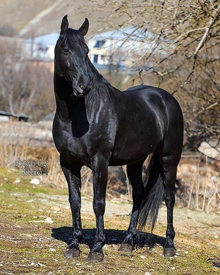 Кабардинская лошадь: фото и описание породы