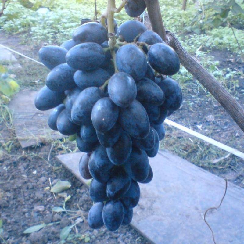 Лучшие сорта позднего винограда