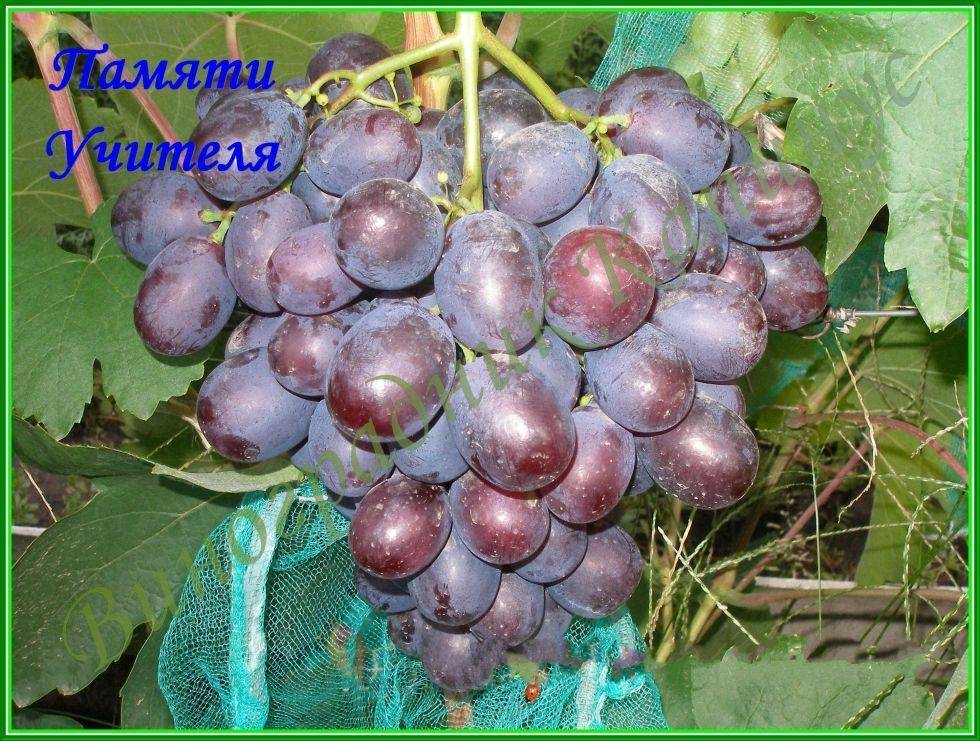 Виноград ласточка описание сорта фото