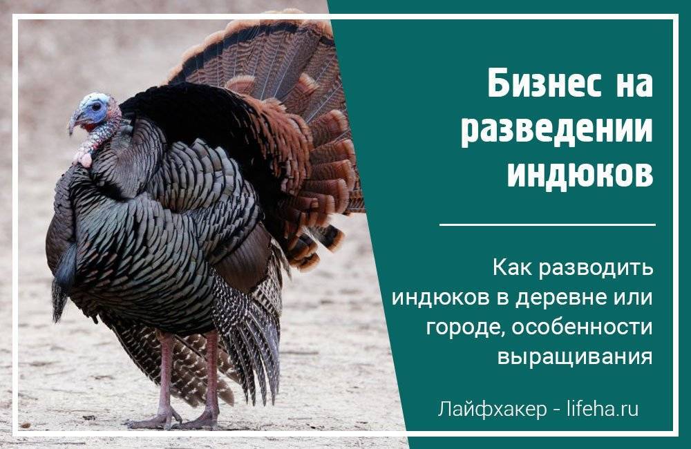 Разведение индюков как бизнес: с чего начать как преуспеть