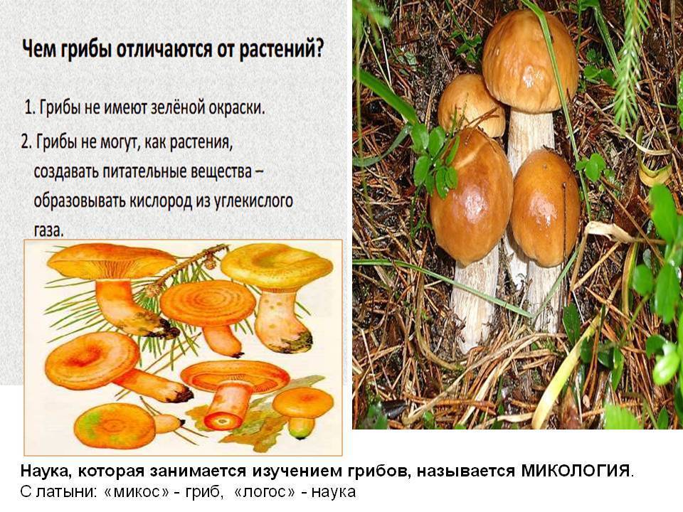 Микология на сайте игоря гаршина. грибы - классификация, эволюция