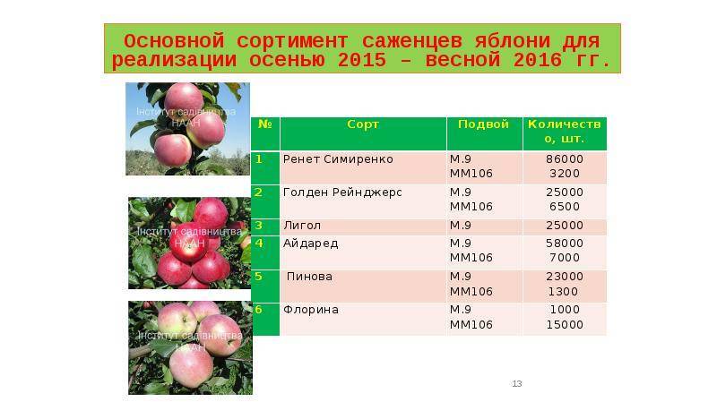 Описание сорта яблони флорина – урожайность, характеристика яблок, фото, отзывы