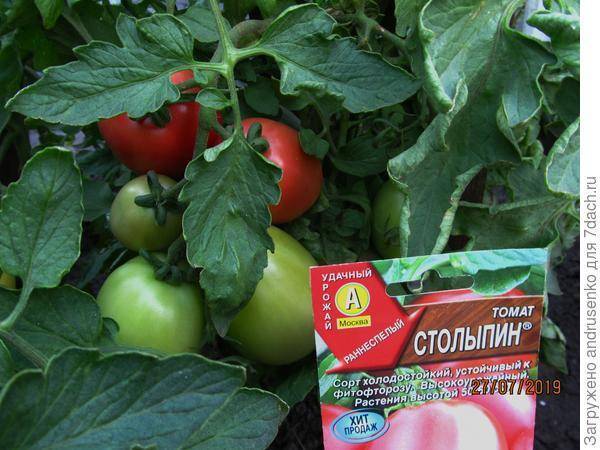 Лучшие сорта томатов для открытого грунта 2022 года | огородникам инфо