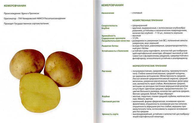 Сорт картофеля романо: характеристика, описание и фото, выращивание и уход, болезни и вредители, сбор урожая