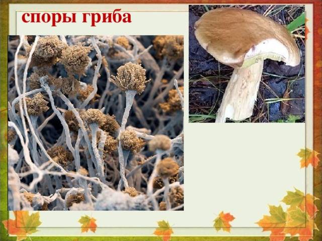 Микология