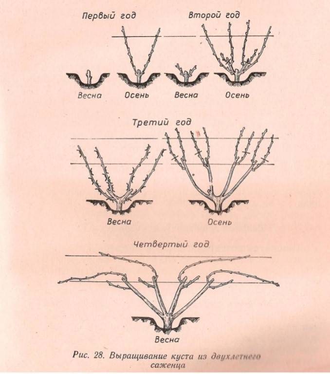 Схема обрезки винограда осенью