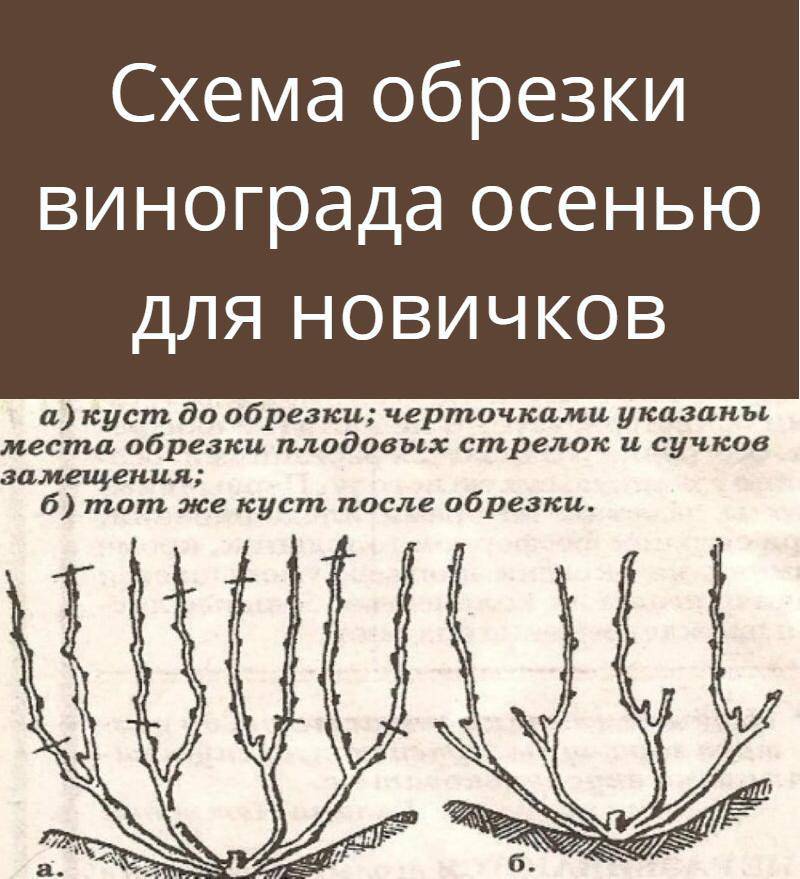 Обрезка винограда весной для начинающих в картинках пошагово в подмосковье