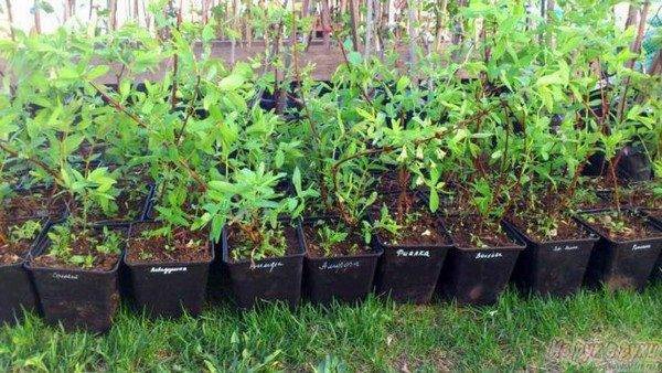 Жимолость: посадка и уход, описание, размножение, лечебные свойства, сорта, фото