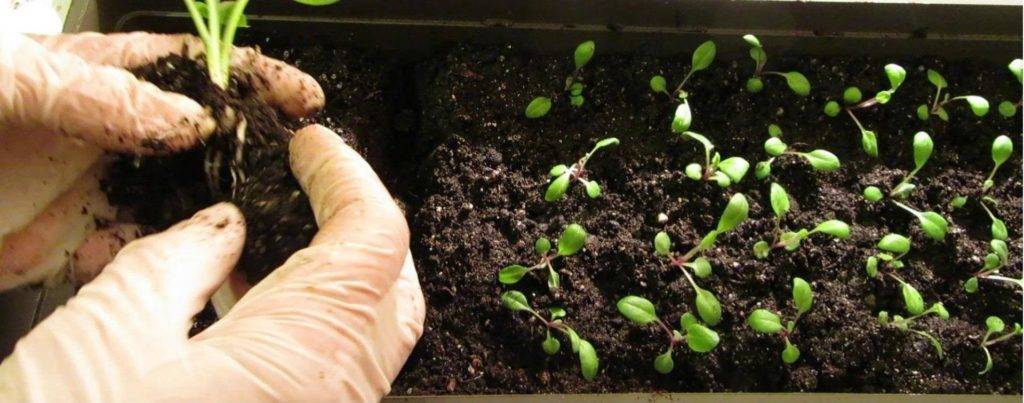 Как выращивать колокольчики и когда их сажать