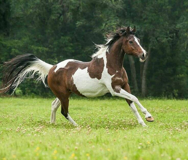 ✅ пегая масть лошади: описание и особенности лошадей пятнистых мастей