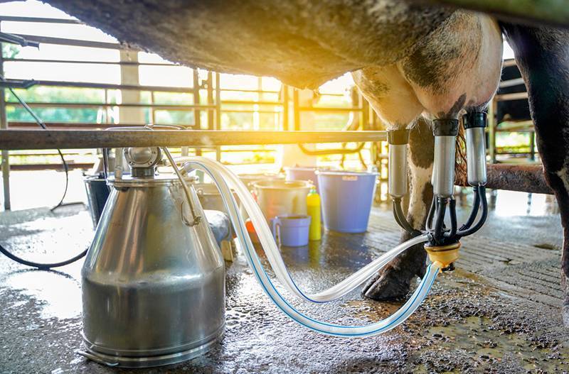 Доильные аппараты для коров — виды и особенности применения
