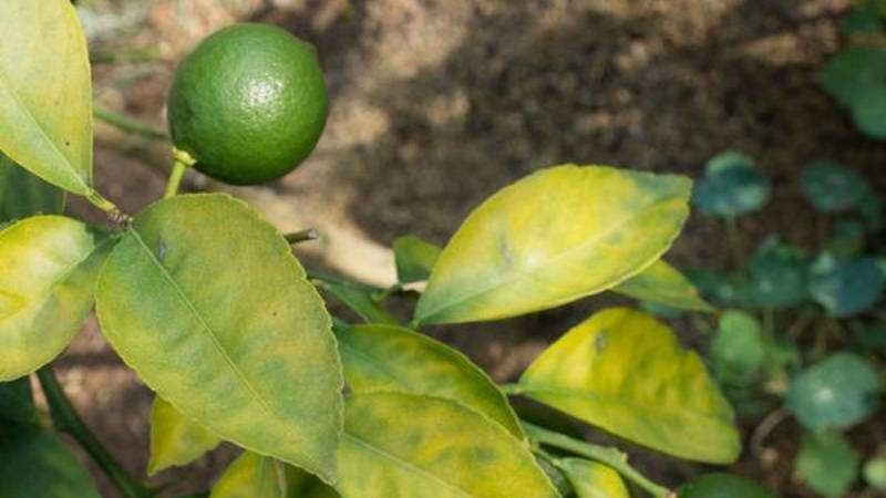 Болезни листьев лимона, почему они желтеют и опадают: что делать, как вылечить, защитить и восстановить поврежденное растение