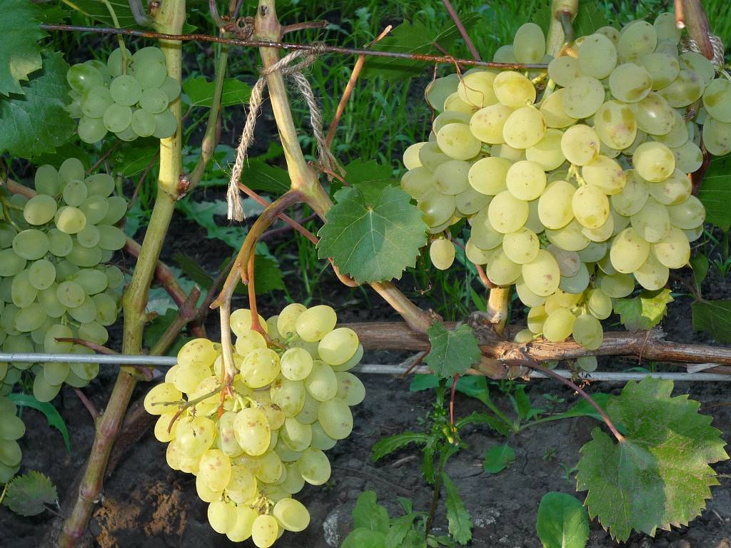 Сорта винограда для саратовской области с фото