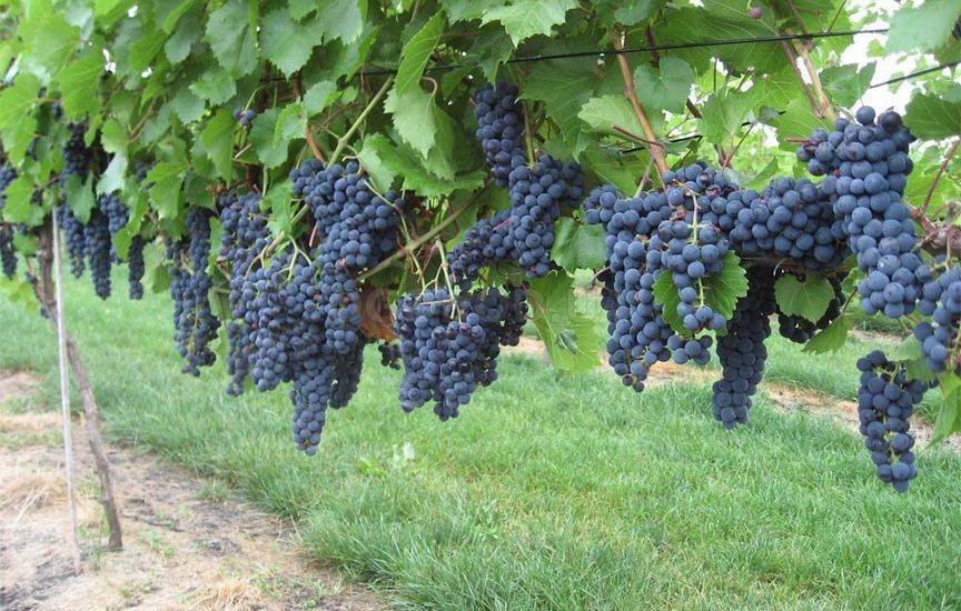 Сорт винограда двиетский синий фото и описание