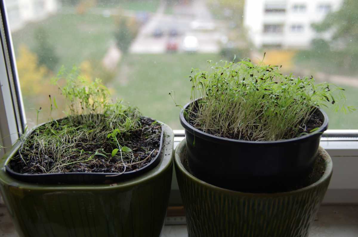 Укроп на подоконнике: выращивание из семян и уход