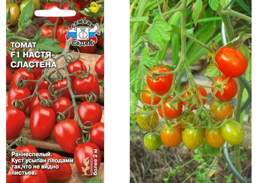 Томат анастасия: характеристика и описание сорта, отзывы огородников, фото плодов и секреты получения богатого урожая