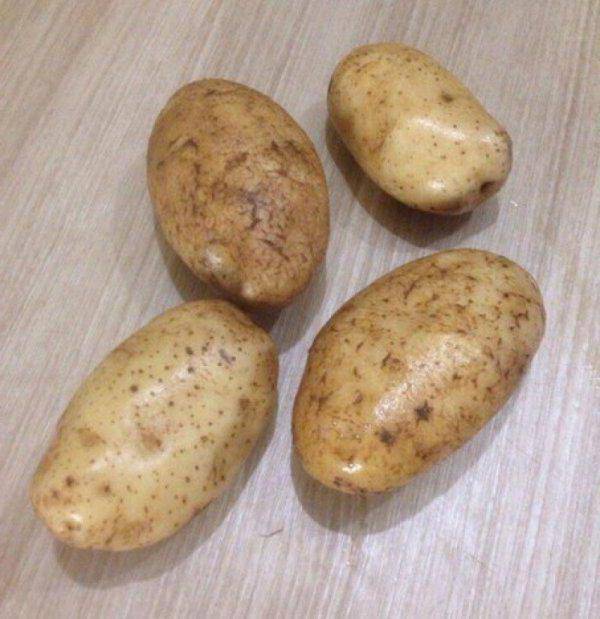 Картофель янка: описание сорта и характеристика, урожайность, отзывы, фото