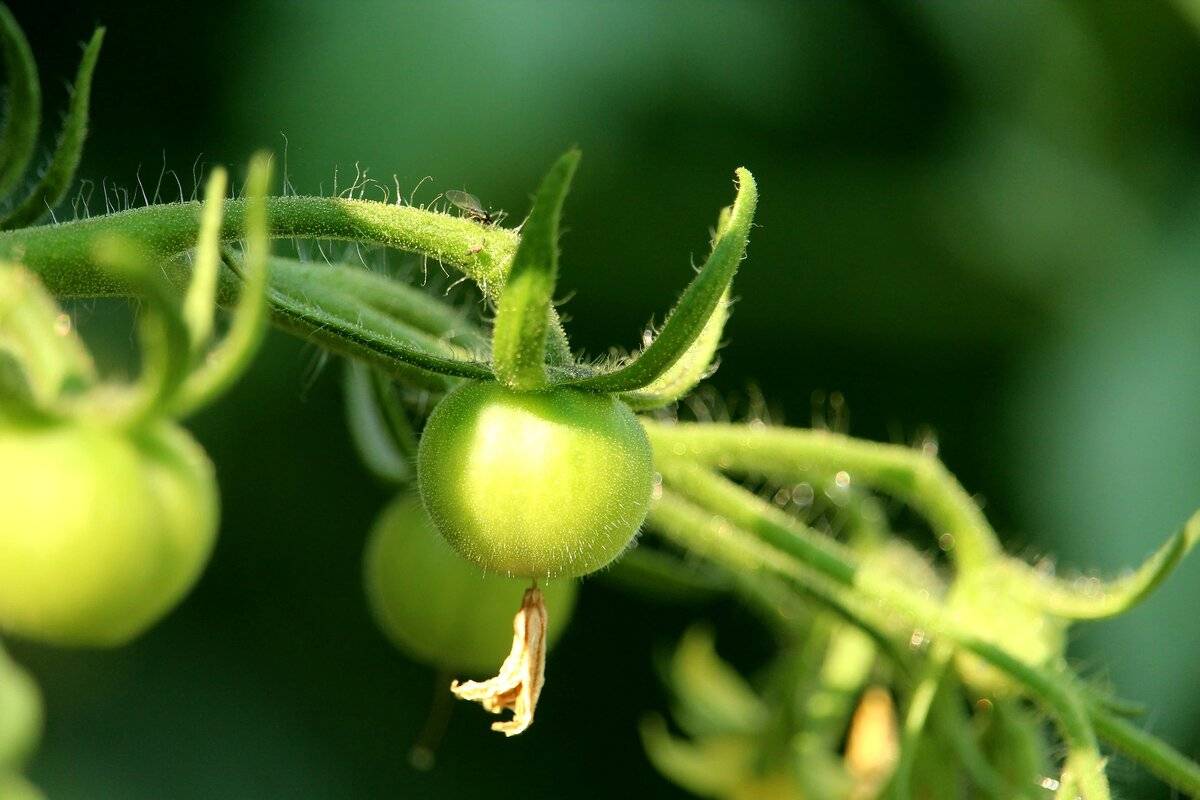 Почему опадают цветы и завязи у томатов