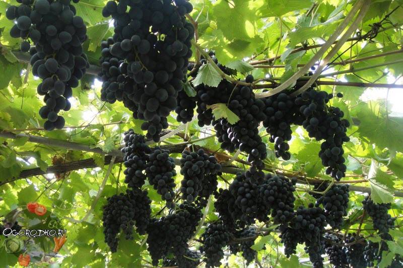 Сорта винограда молдавские. история сорта винограда молдова | дачная жизнь