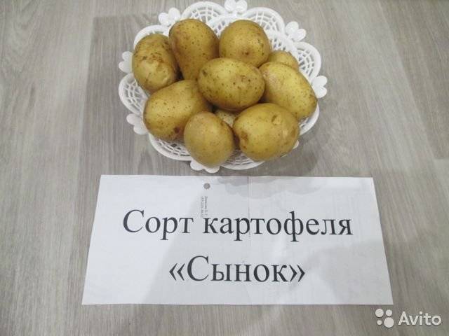 Сынок сорт картофеля описание фото