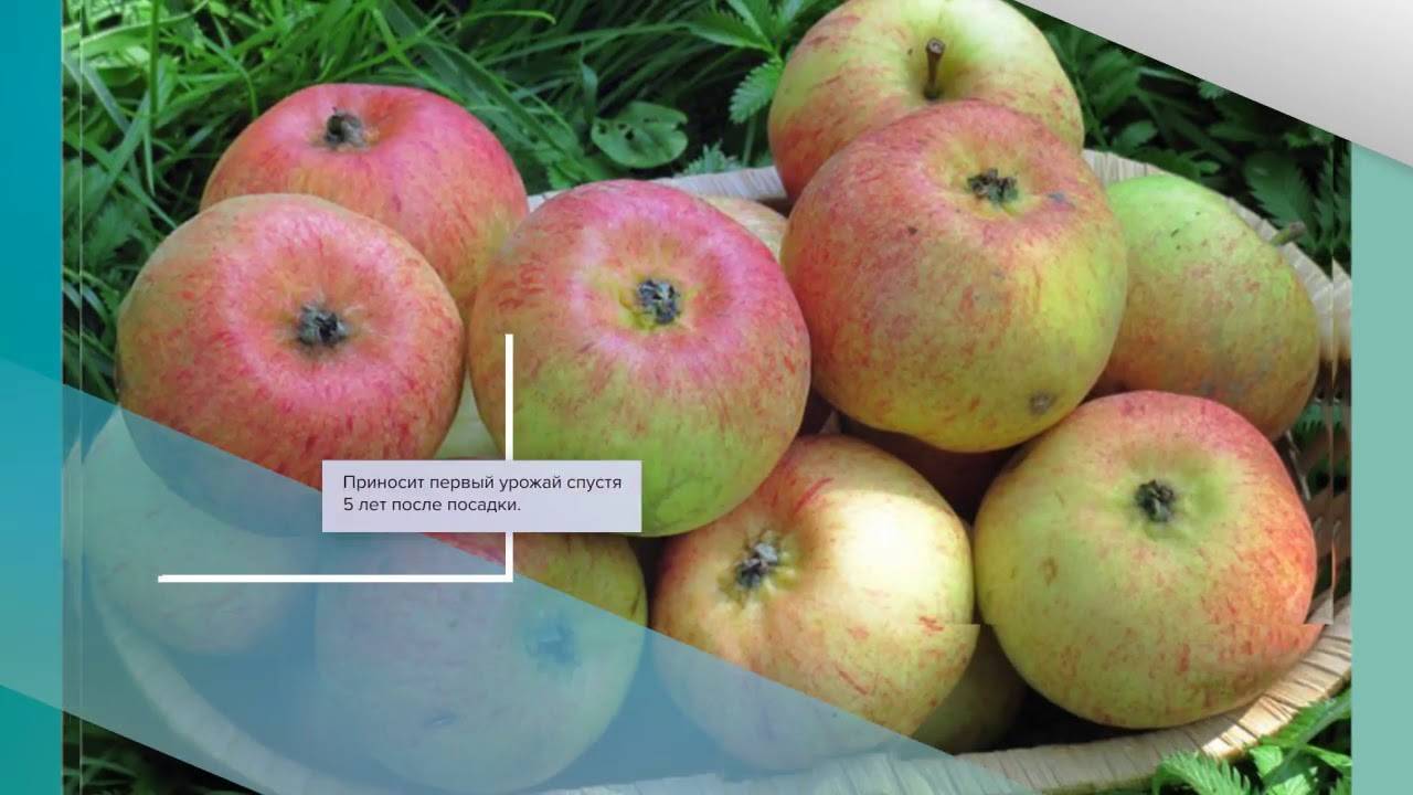 Яблоня "сладкая нега": описание сорта, фото, отзывы