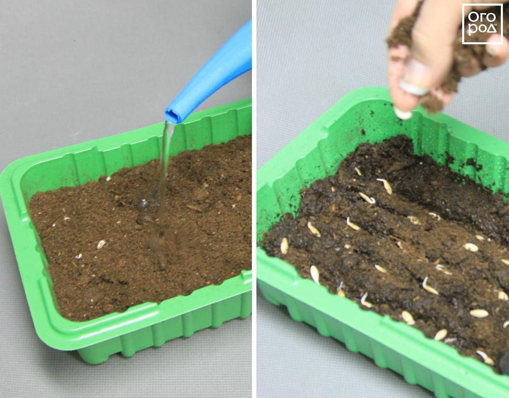 Как сеять огурцы на рассаду в домашних условиях пошаговый рецепт с фото