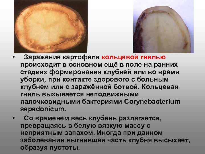 Гнили картофеля фото описание