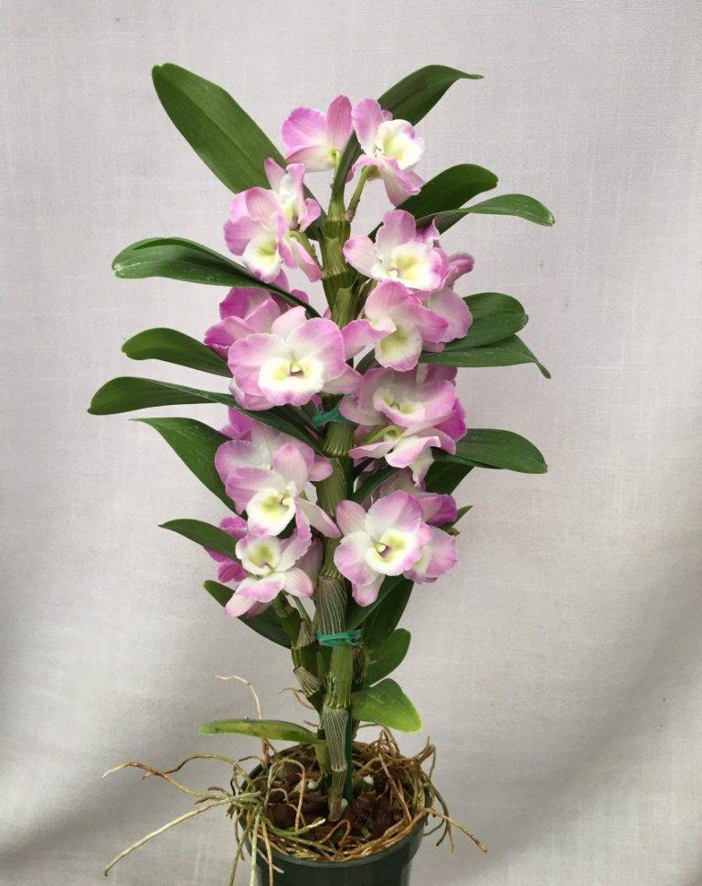 Какие бывают орхидеи?