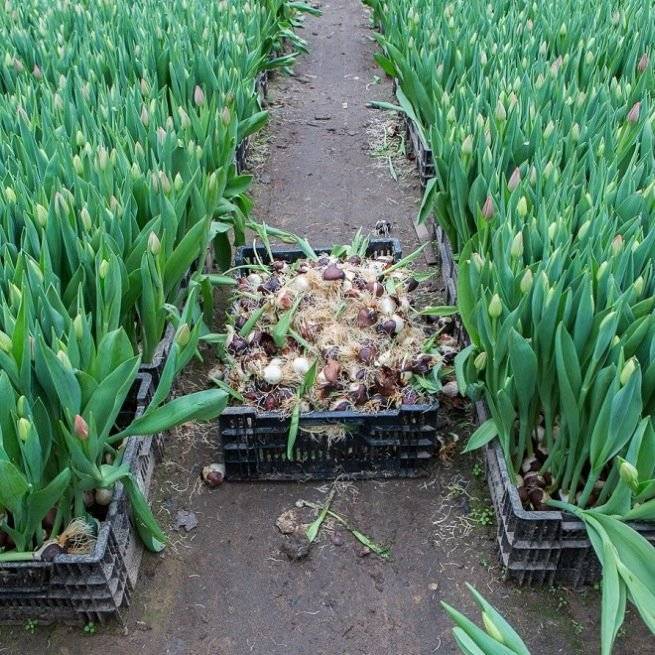 Как выращивать тюльпаны: посадка, выгонка и уход в теплице