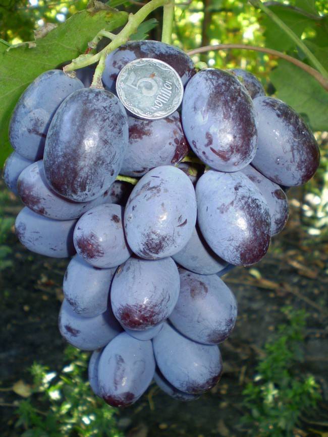 Сорт винограда атаман