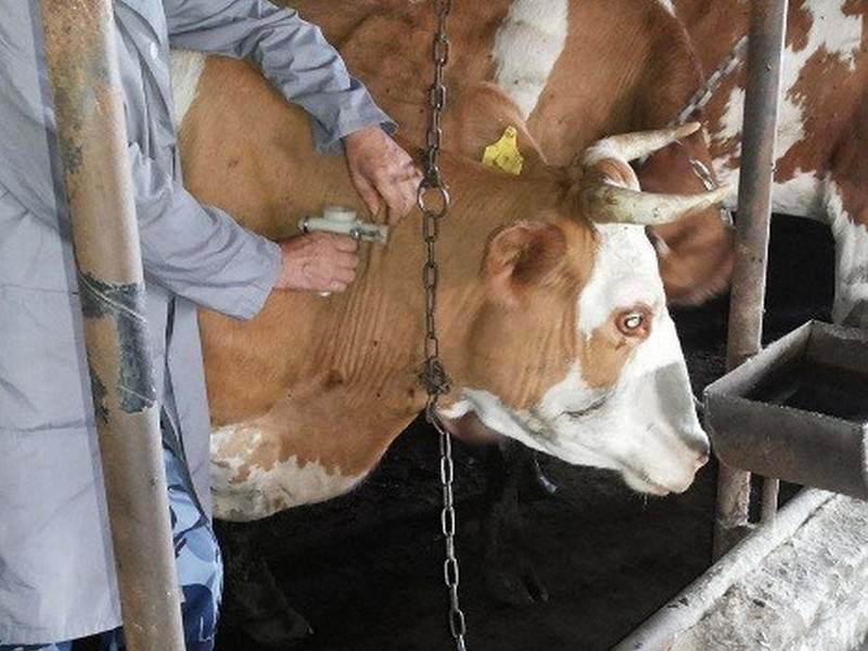 Паратуберкулез КРС: причины и симптомы, профилактика